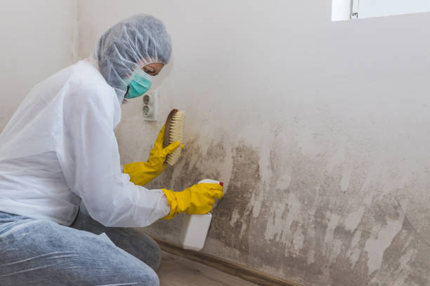 Best Professional Mold Removal  in Winfield, TN