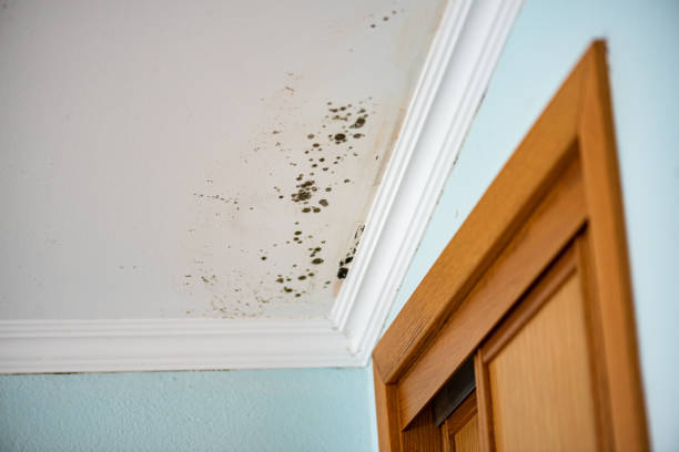 Best Affordable Mold Removal  in Winfield, TN