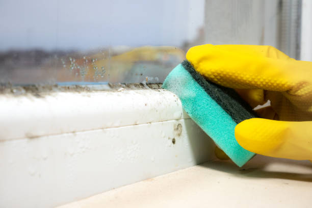 Best Emergency Mold Removal  in Winfield, TN