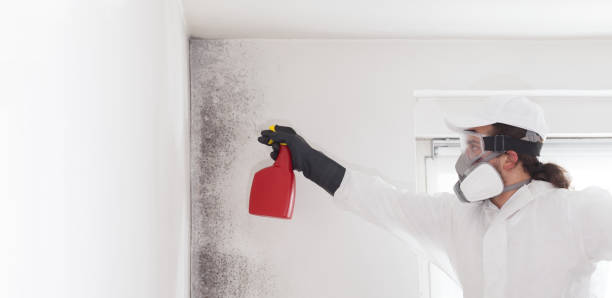 Best Black Mold Removal  in Winfield, TN