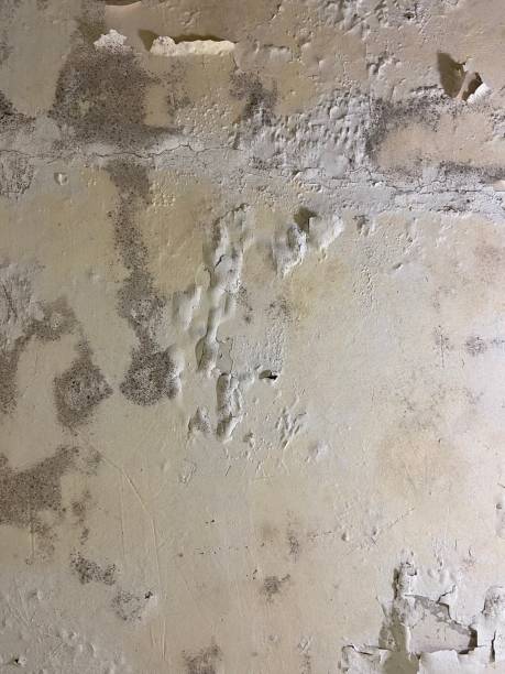 Best Mold Damage Repair  in Winfield, TN