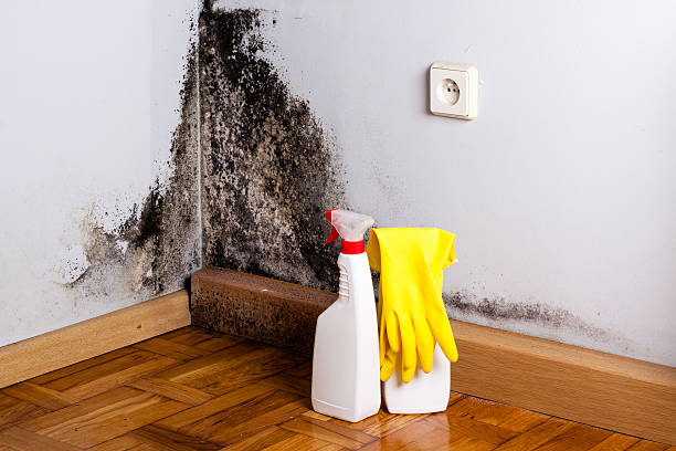 Home Mold Removal in Winfield, TN