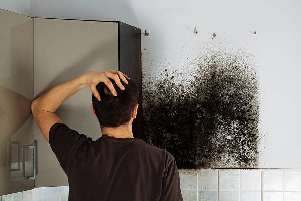 Best Certified Mold Removal  in Winfield, TN