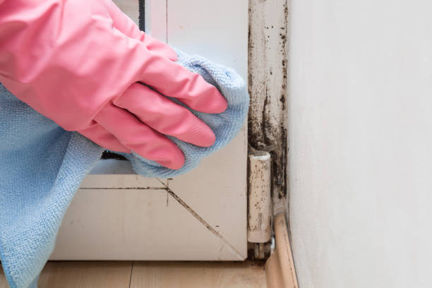 Best Mold Remediation  in Winfield, TN