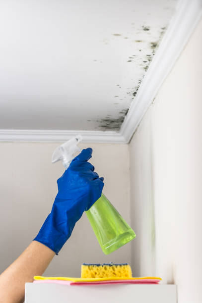 Best Attic Mold Removal  in Winfield, TN