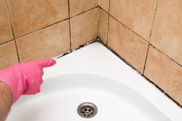 Best Residential Mold Removal  in Winfield, TN